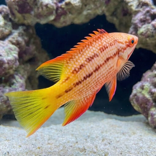 Mexican Hogfish - Image 4