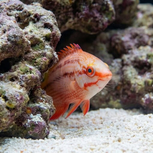 Mexican Hogfish - Image 5