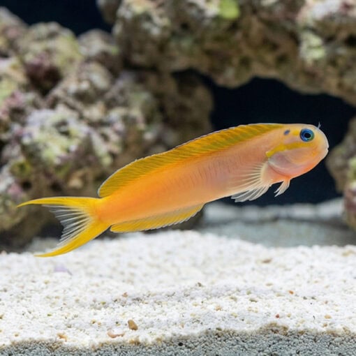 Midas Blenny