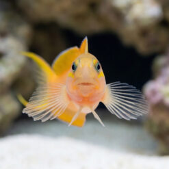 Alternative view of Midas Blenny