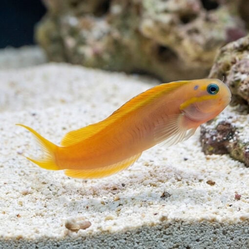 Midas Blenny - Image 3