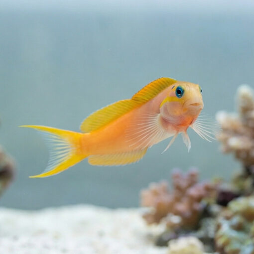 Midas Blenny - Image 5
