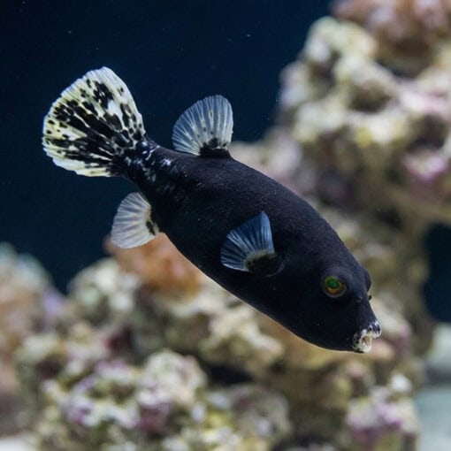 Midnight Dogface Puffer