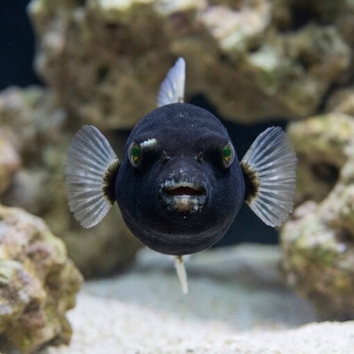 Midnight Dogface Puffer - Image 2