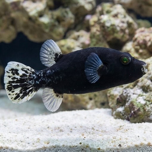 Midnight Dogface Puffer - Image 3