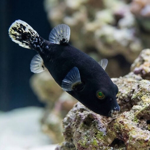 Midnight Dogface Puffer - Image 4