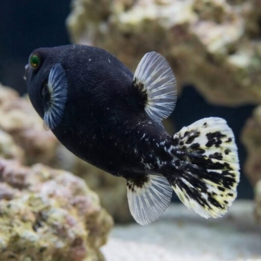 Midnight Dogface Puffer - Image 5
