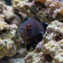 Alternative view of Midnight Ocellaris Clownfish: Captive Bred