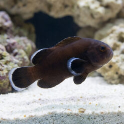 Midnight Ocellaris Clownfish: Captive Bred