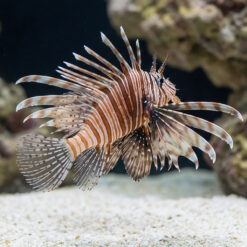 Alternative view of Volitan Lionfish Miles