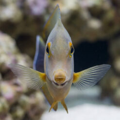Alternative view of Mimic Eibli Tang