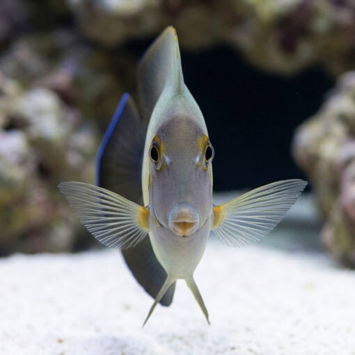 Half Black Mimic Tang - Image 2