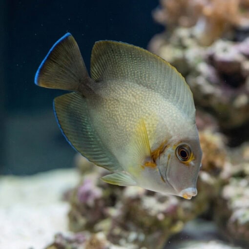 Half Black Mimic Tang - Image 3