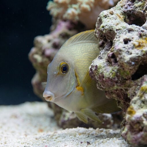 Half Black Mimic Tang - Image 4