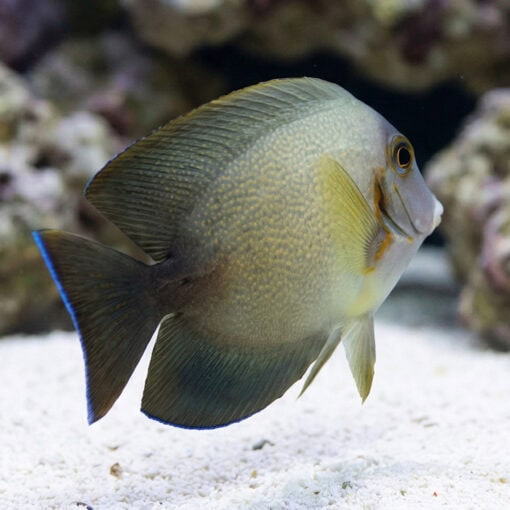 Half Black Mimic Tang - Image 5