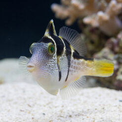 Alternative view of Mimic Saddle Puffer
