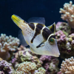 Mimic Saddle Puffer