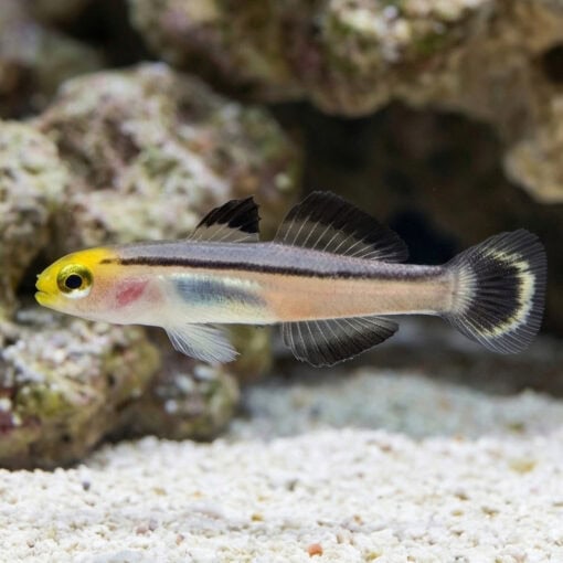 Mini Dart Goby