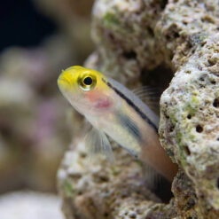 Alternative view of Mini Dart Goby