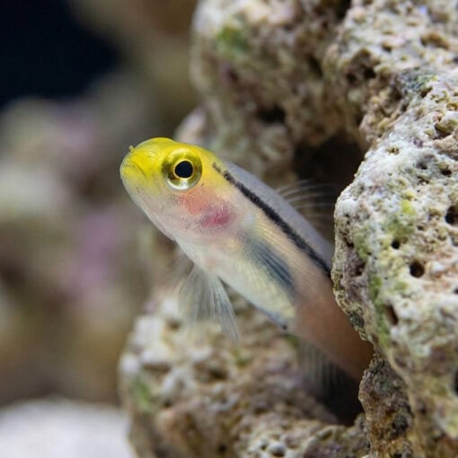 Mini Dart Goby - Image 2