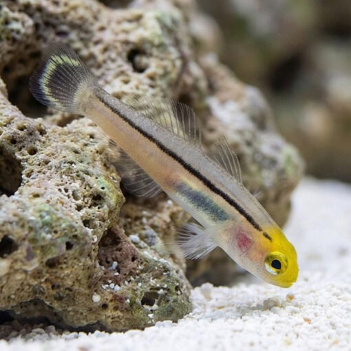 Mini Dart Goby - Image 3