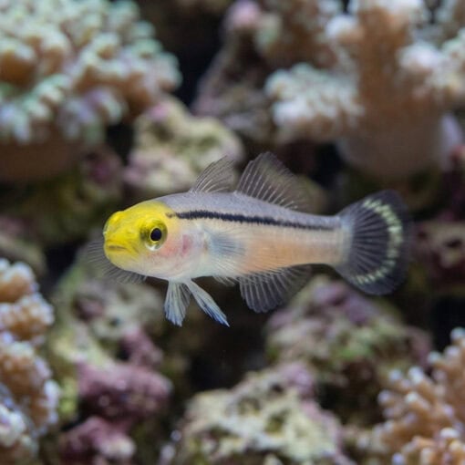 Mini Dart Goby - Image 4
