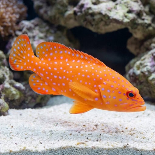Miniatus Grouper