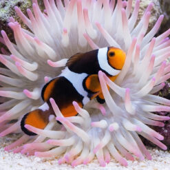 Alternative view of Misbar True Percula Clownfish: Captive Bred