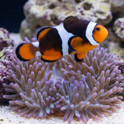 Misbar True Percula Clownfish: Captive Bred