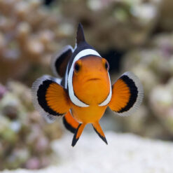 Alternative view of Mocha Ocellaris Clownfish: Captive Bred