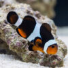 Mocha Ocellaris Clownfish: Captive Bred