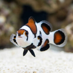 Alternative view of Mocha Storm Ocellaris Clownfish: Captive Bred