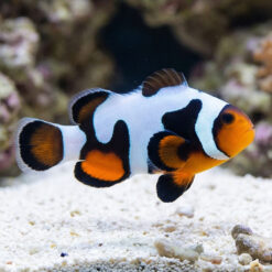 MochaVinci Ocellaris Clownfish: Captive Bred Grade A