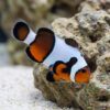 MochaVinci Ocellaris Clownfish: Captive Bred Grade B