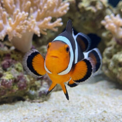 Alternative view of MochaVinci Ocellaris Clownfish: Captive Bred Grade A