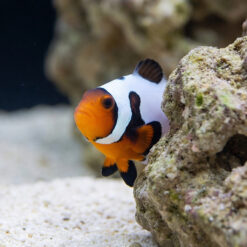 Alternative view of MochaVinci Ocellaris Clownfish: Captive Bred Grade B