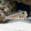 Molly Miller Blenny