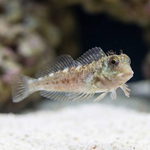 Molly Miller Blenny