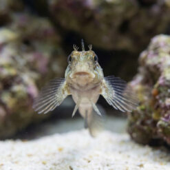 Alternative view of Molly Miller Blenny