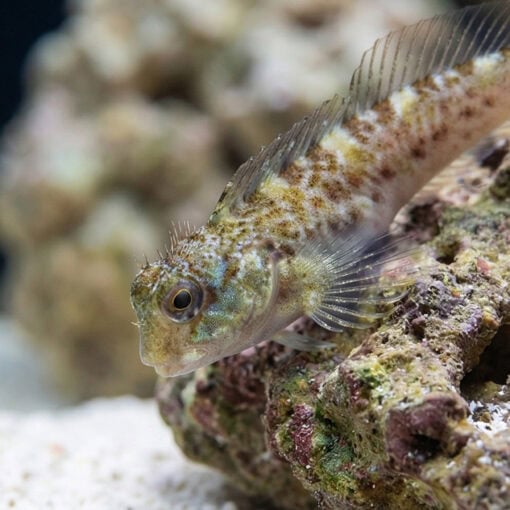 Molly Miller Blenny - Image 3