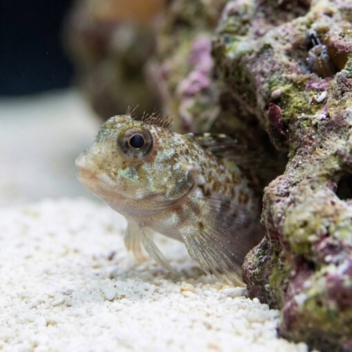 Molly Miller Blenny - Image 4