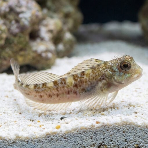 Molly Miller Blenny - Image 5
