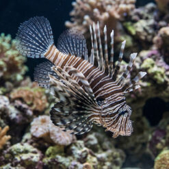 Mombasa Lionfish