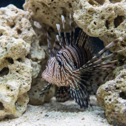 Alternative view of Mombasa Lionfish