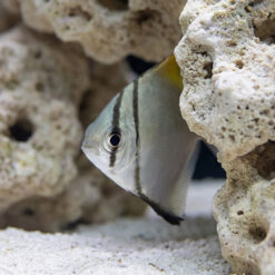Alternative view of Mono Fish