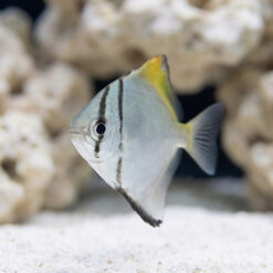 Mono Fish