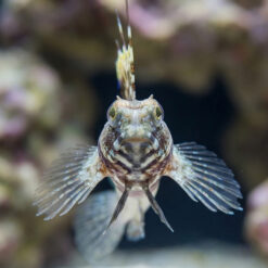 Alternative view of Monster Shrimpgoby