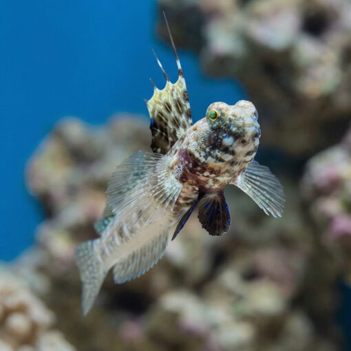 Monster Shrimpgoby - Image 3