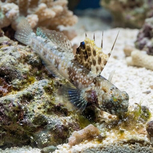 Monster Shrimpgoby - Image 4