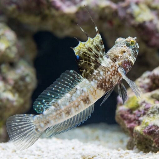 Monster Shrimpgoby - Image 5